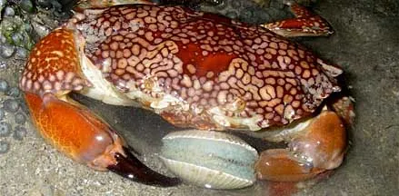 د Mosaic reef crab عکس