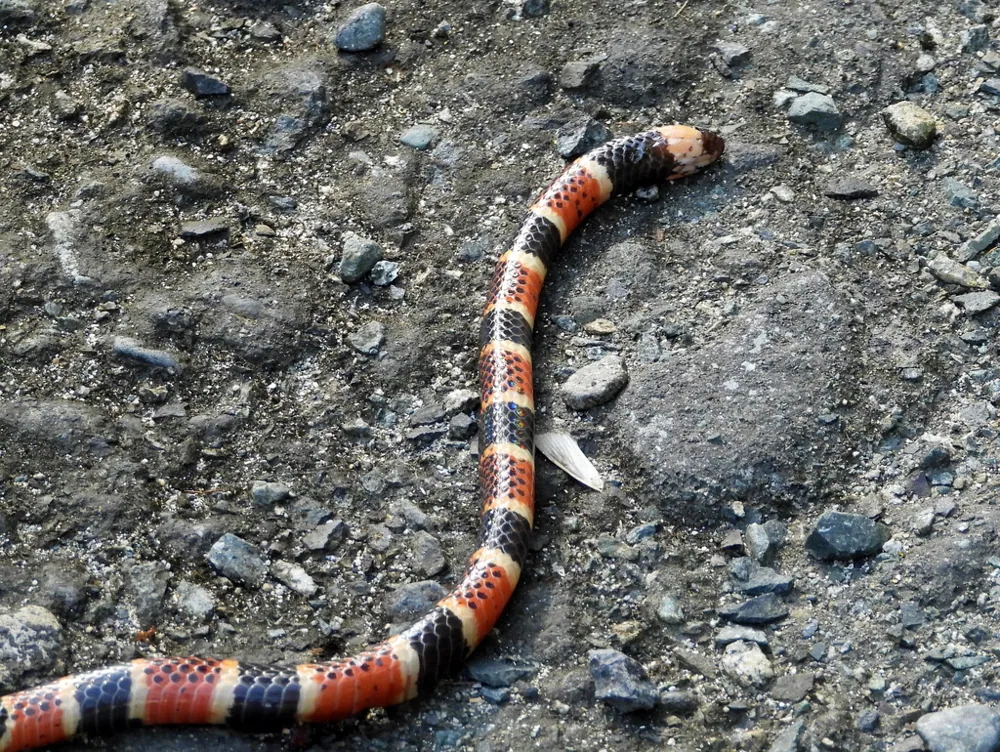 عکس Mosquito coral snake