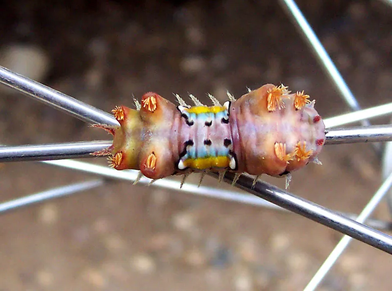 ภาพของMottled cup moth