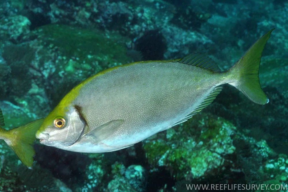 Foto de Mottled spinefoot