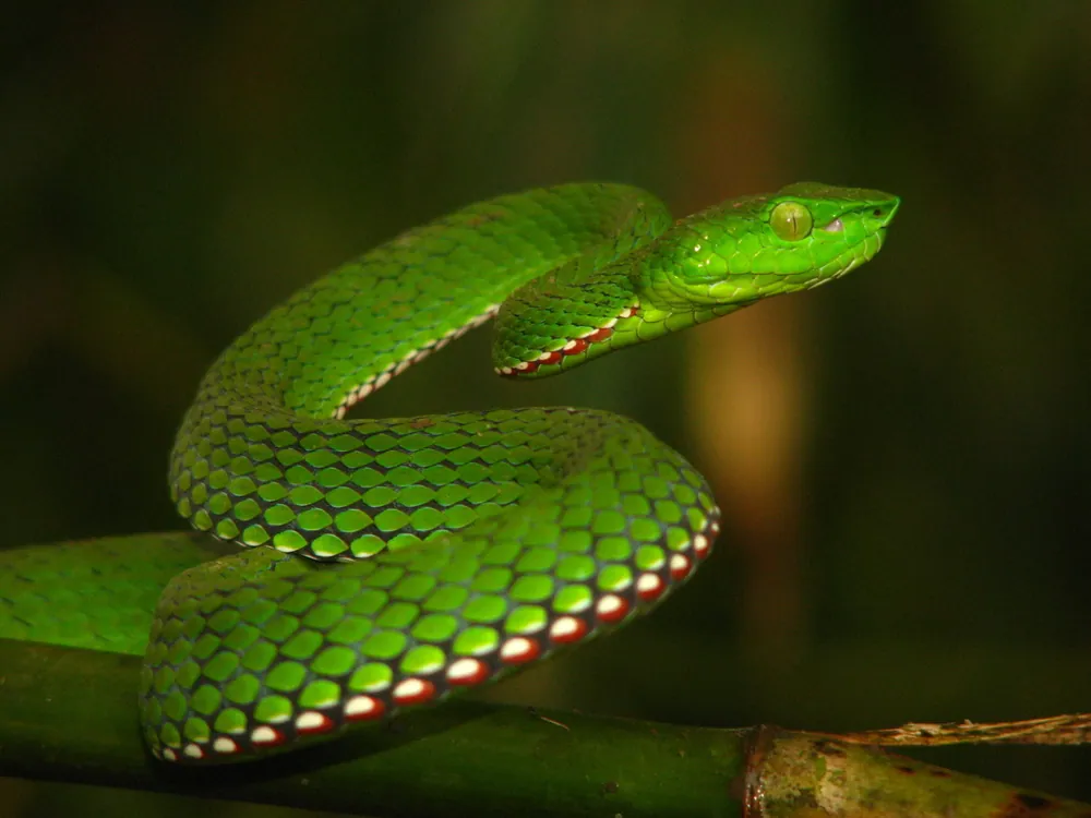 عکس Motuo bamboo pit viper