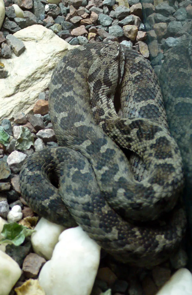 عکس Mount Bulgar viper