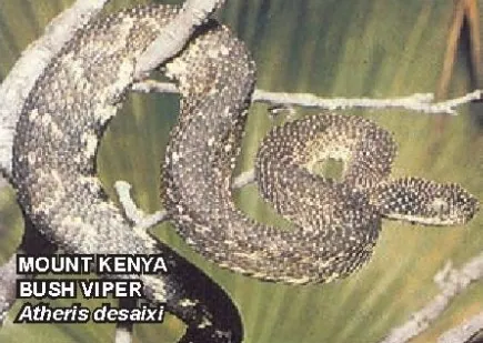 عکس Mount Kenya bush viper