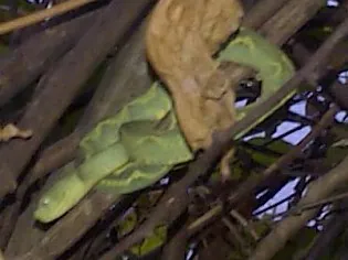 Fotka: Mount Rungwe bush viper