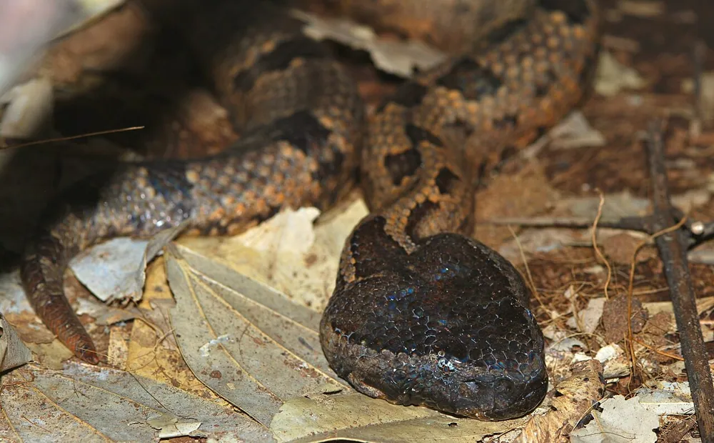 ภาพของMountain pit viper
