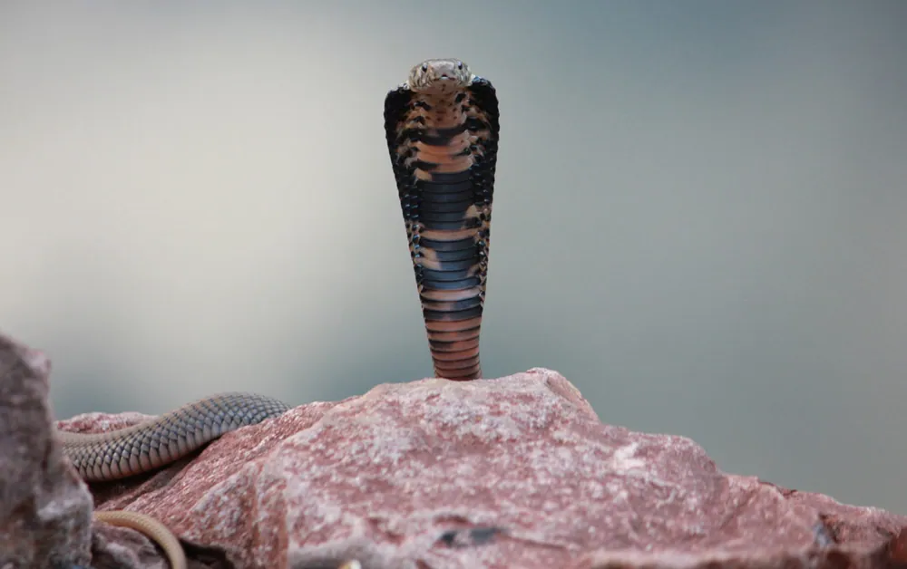عکس Mozambique spitting cobra