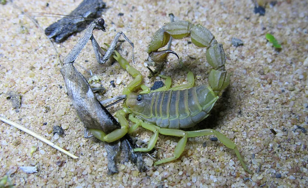 د Mozambique thick-tailed scorpion عکس