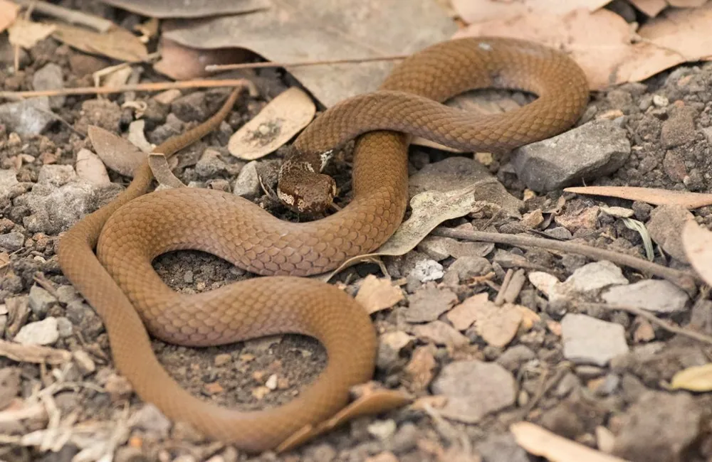 عکس Müller's crowned snake
