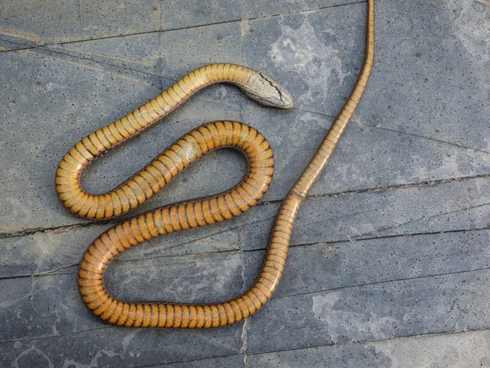 د Mustard-bellied snake عکس