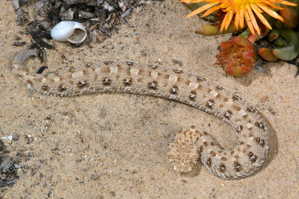 عکس Namaqua dwarf adder