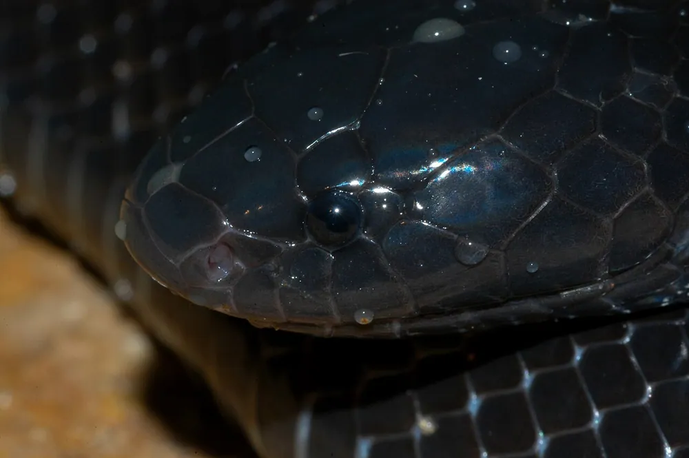 عکس Natal black snake