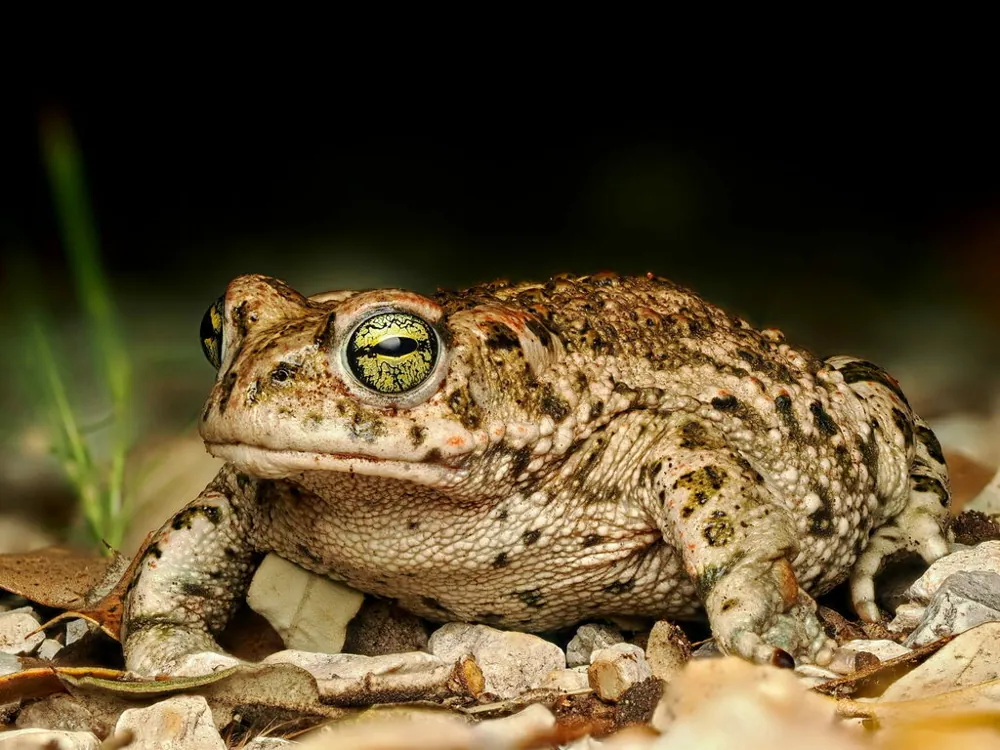 ภาพของNatterjack toad