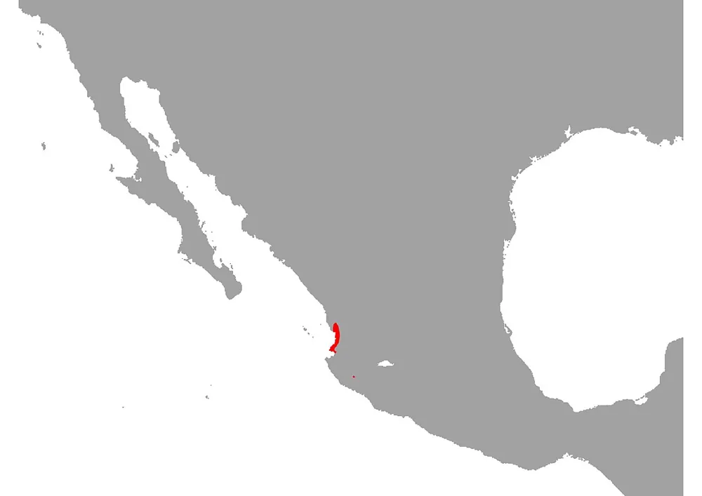 د Nayarit coral snake عکس