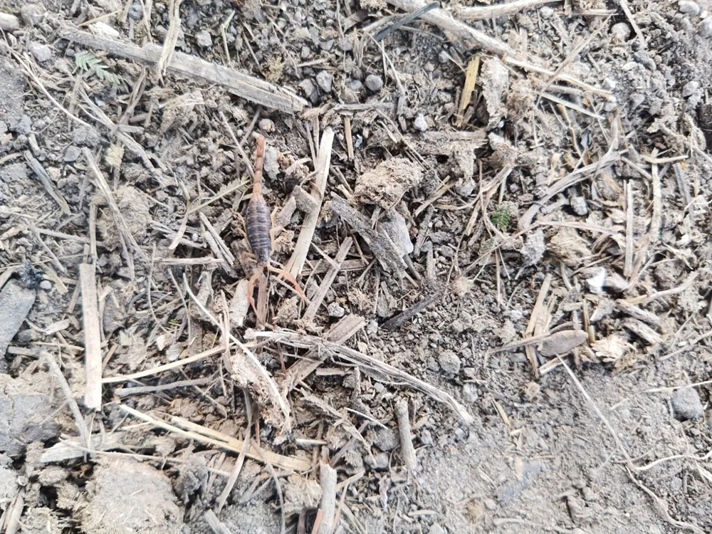 Foto de Nayarit scorpion