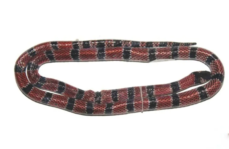 د Neblina coral snake عکس