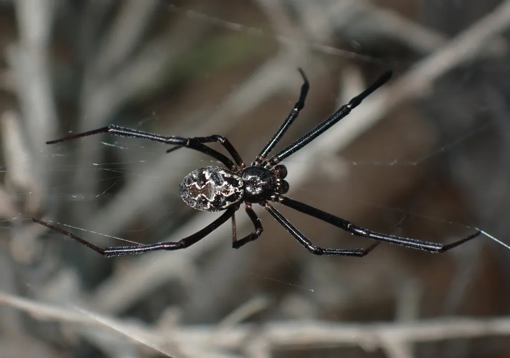 ภาพของNegev widow