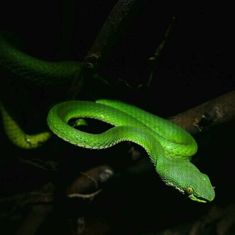 د Nepal pit viper عکس