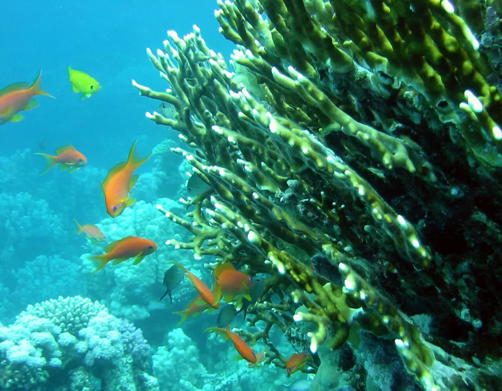 عکس Net fire coral