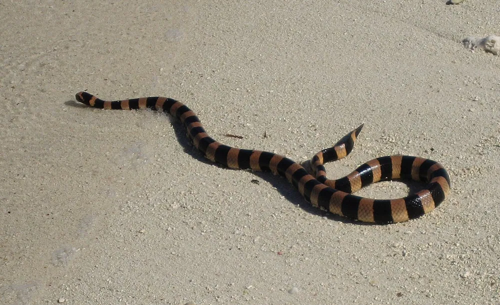 عکس New Caledonian sea krait