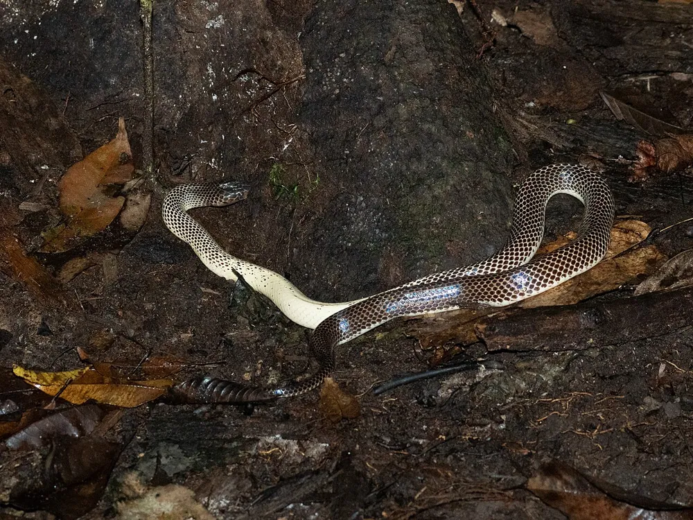 عکس New Guinea small-eyed snake
