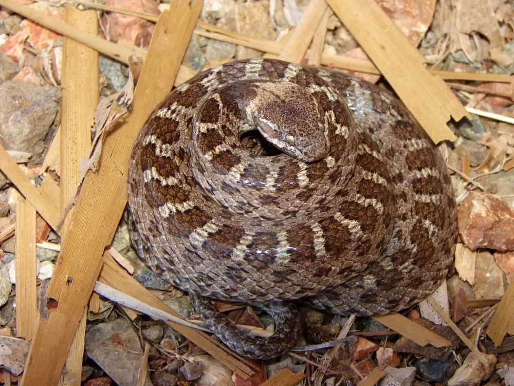 ภาพของNight snake