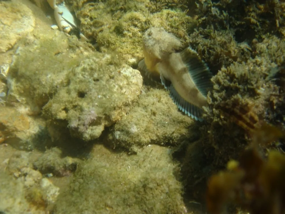Foto de Niquim toadfish