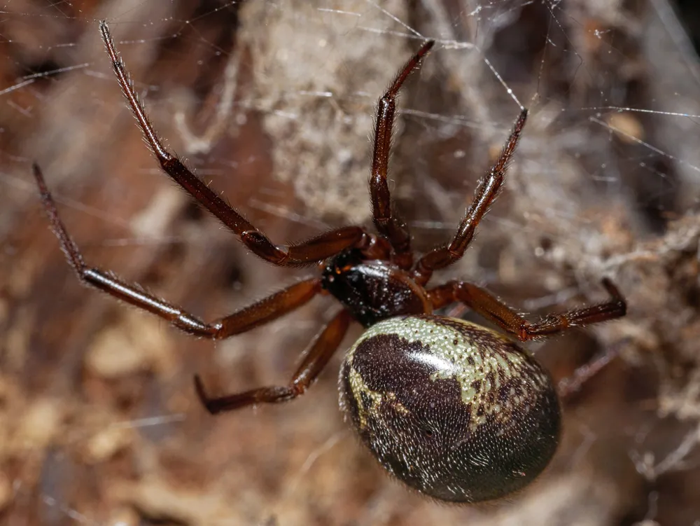 ภาพของNoble false widow