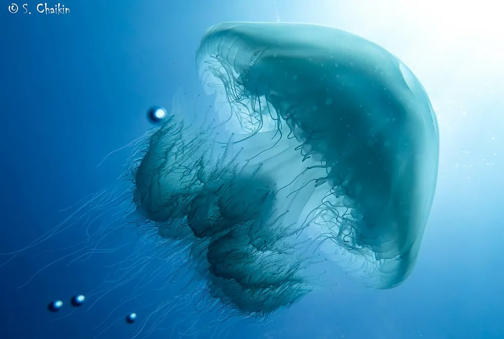 ภาพของNomadic jellyfish