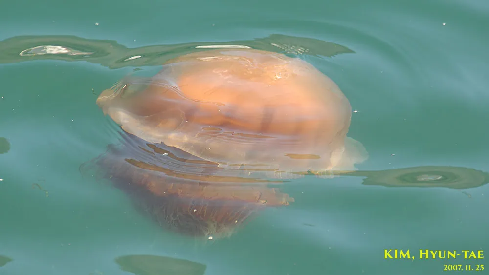 عکس Nomura's jellyfish