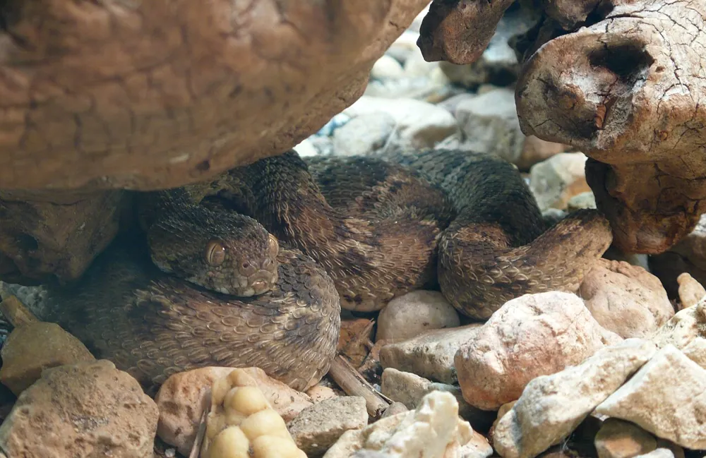 Fotka: Northeast African carpet viper