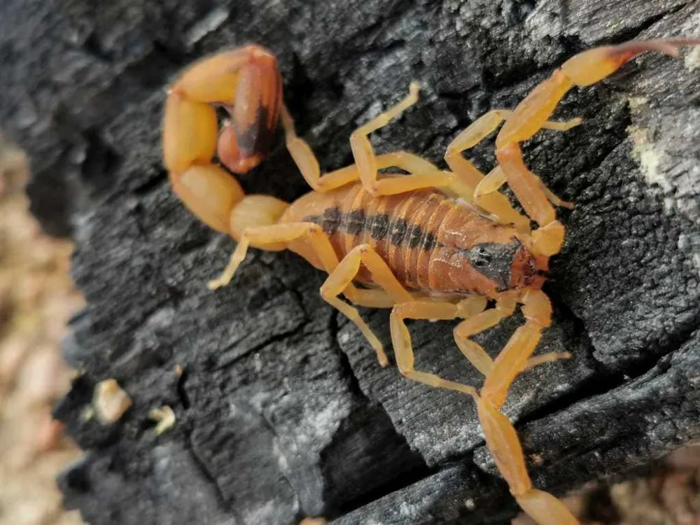 د Northeastern Brazilian scorpion عکس