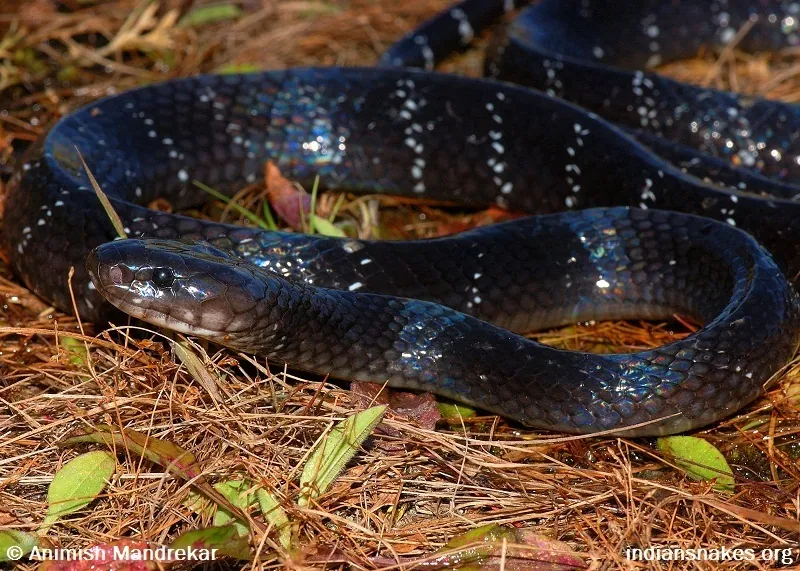 Fotka: Northeastern hill krait