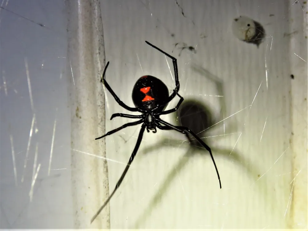 د Northern black widow عکس