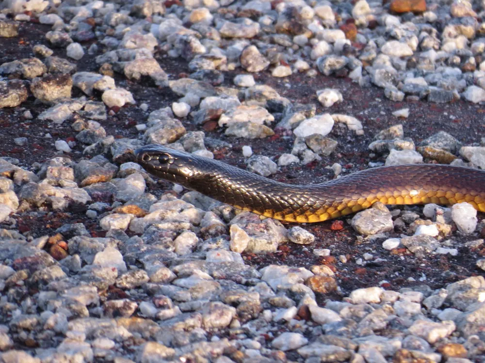د Northern brown snake عکس