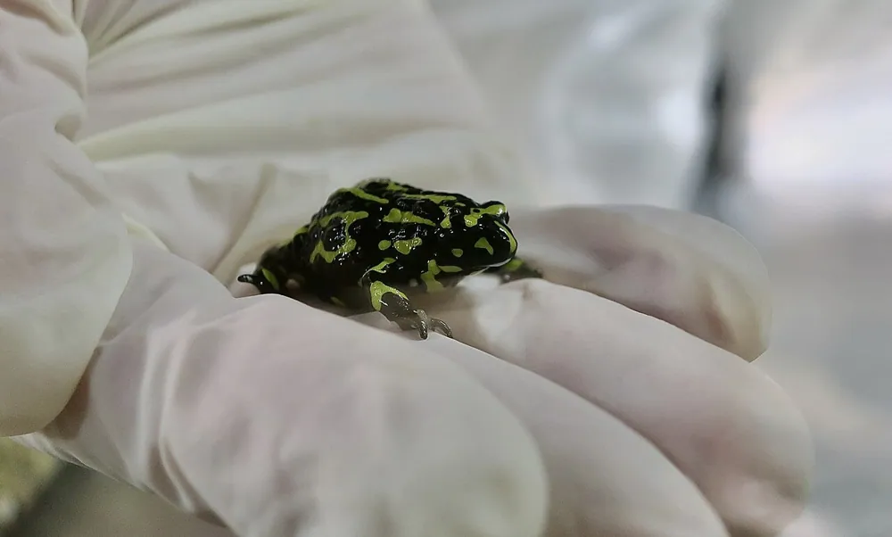 عکس Northern corroboree frog