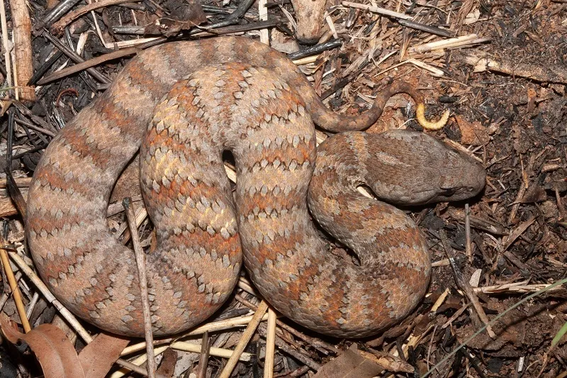عکس Northern death adder