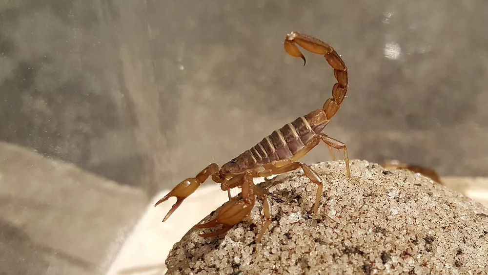 د Northern scorpion عکس