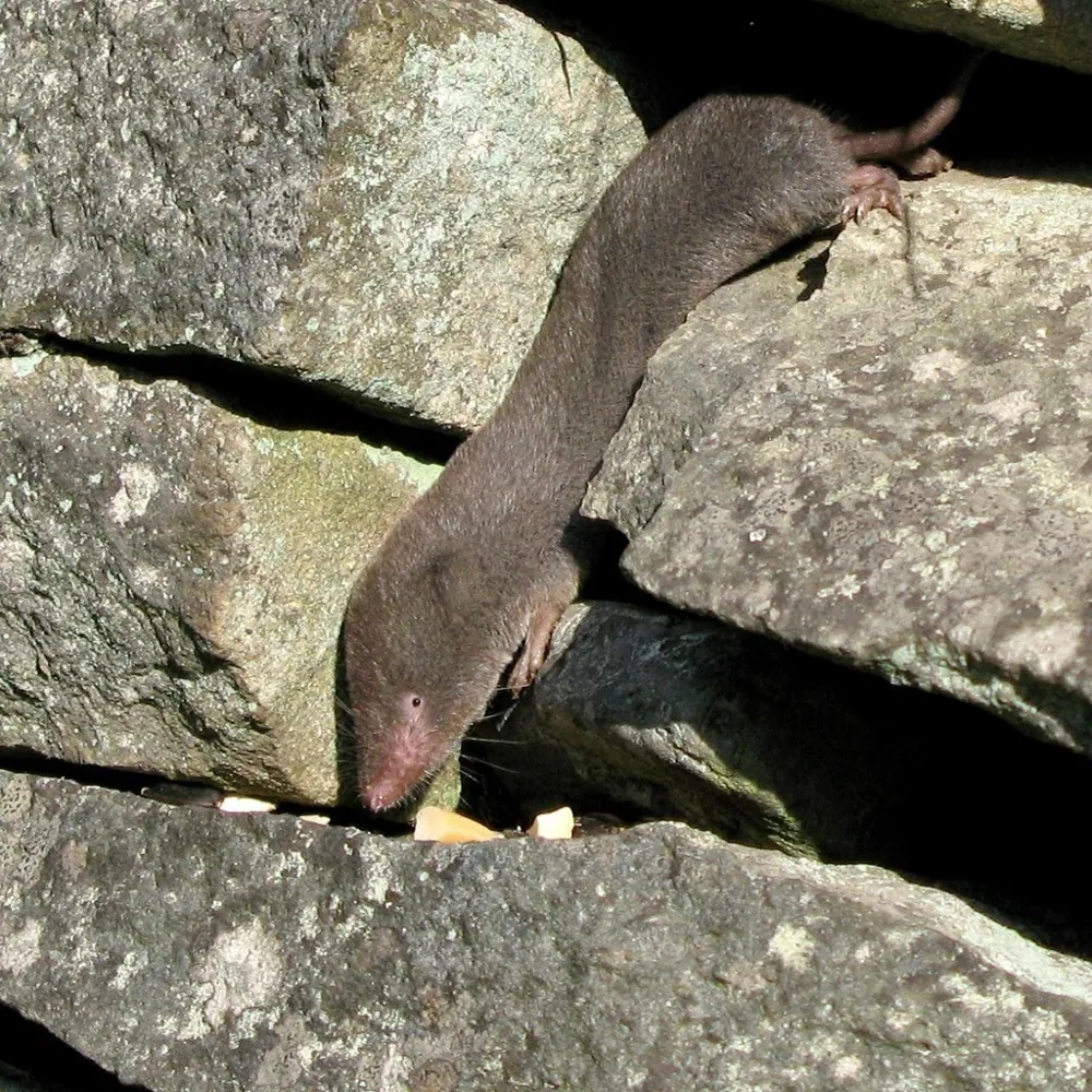 عکس Northern short-tailed shrew