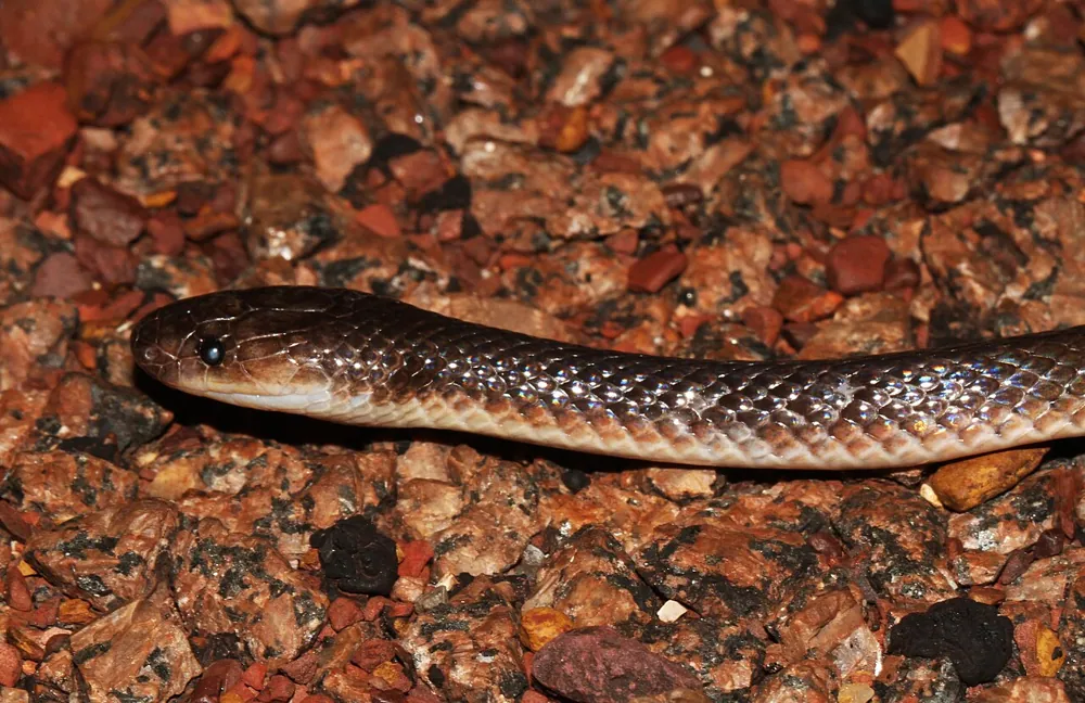 عکس Northern small-eyed snake