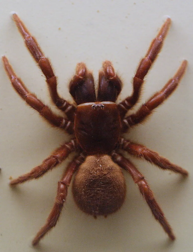 Foto de Northern tree-dwelling funnel-web spider