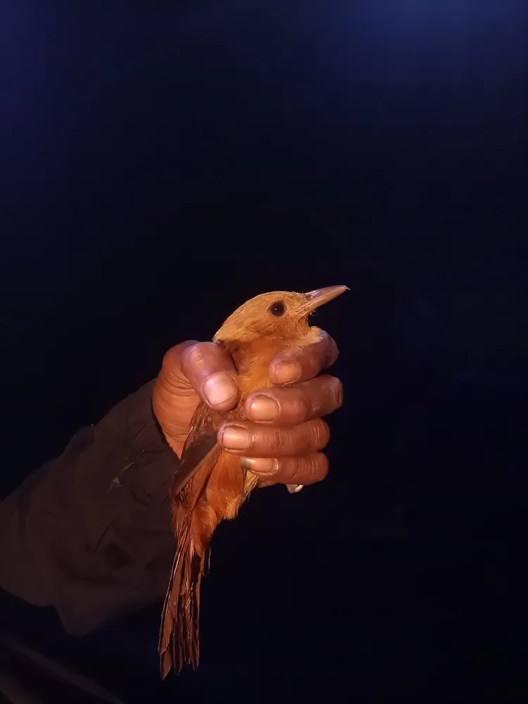 ภาพของNorthern variable pitohui