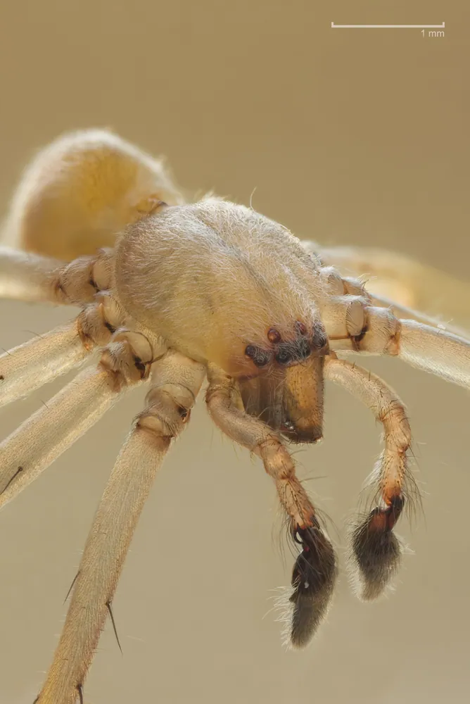 عکس Northern yellow sac spider