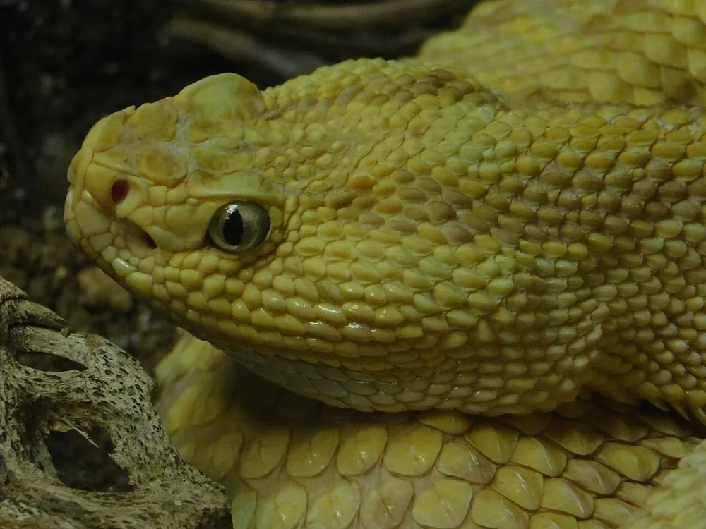 Fotka: Northwestern neotropical rattlesnake
