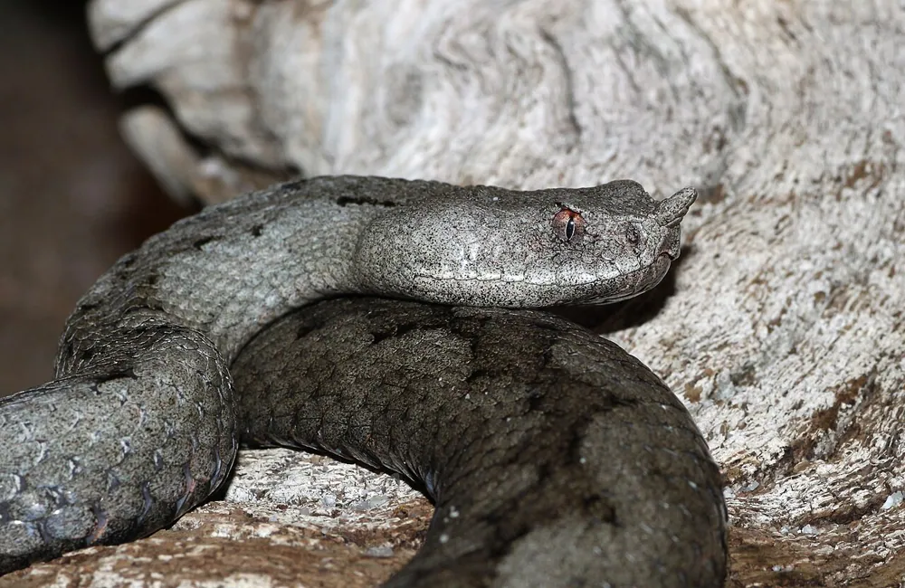 Foto de Nose-horned viper
