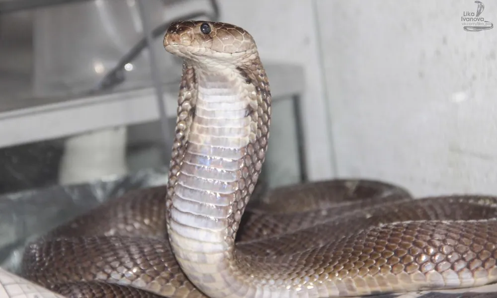 عکس Nubian spitting cobra