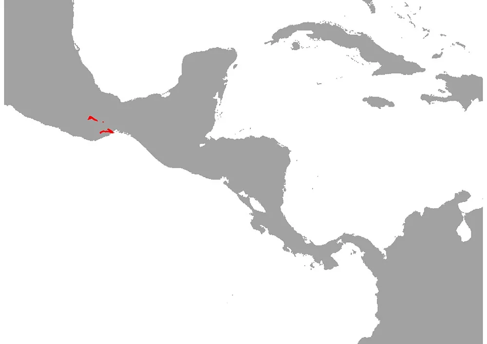 د Oaxacan coral snake عکس