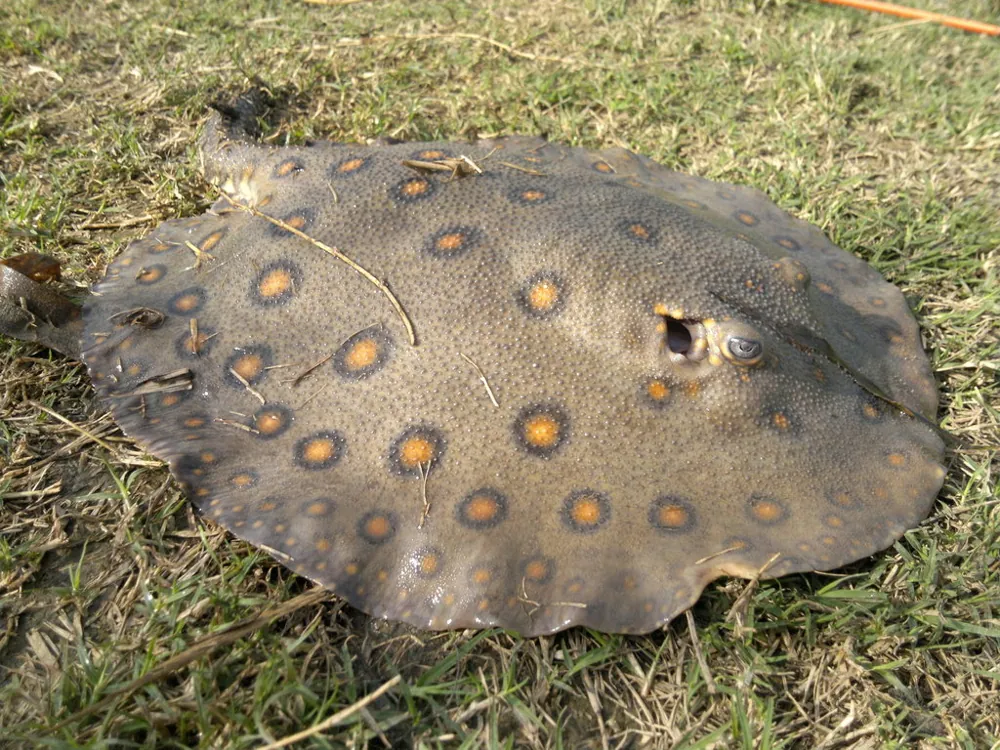 ภาพของOcellate river stingray