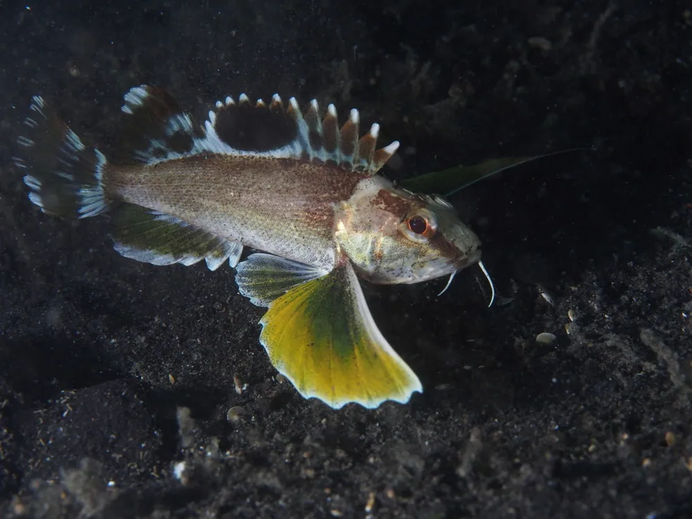 Ocellated waspfish کی تصویر