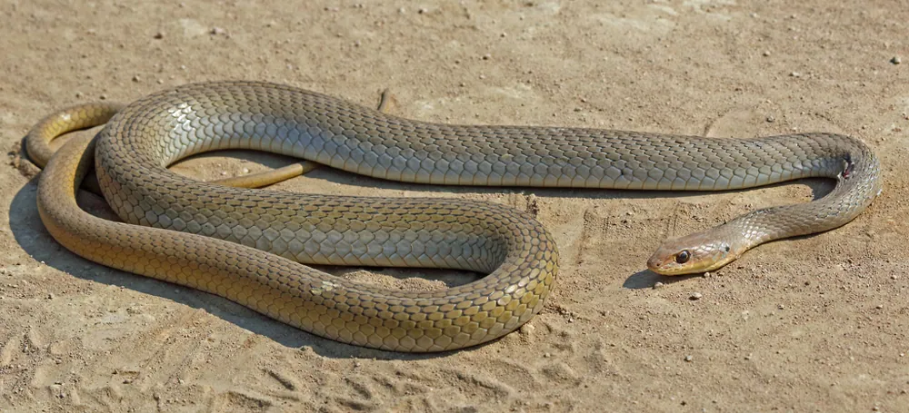ภาพของOlive grass snake