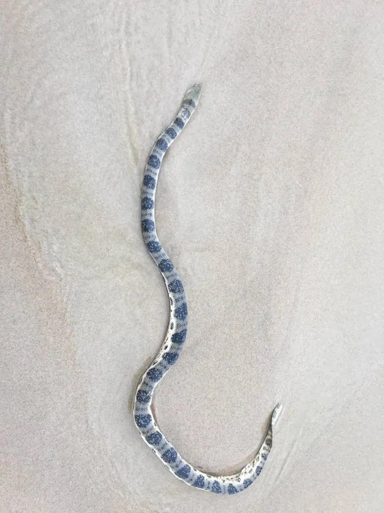 د Olive-headed sea snake عکس